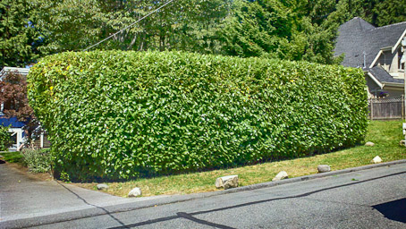 Laurel Hedge - post trim
