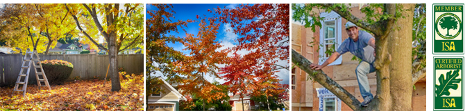 pruning fall colours