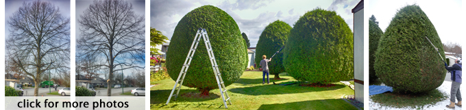 pruning fall colours